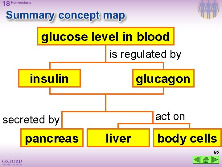 glucose level in blood is regulated by insulin glucagon act on secreted by pancreas