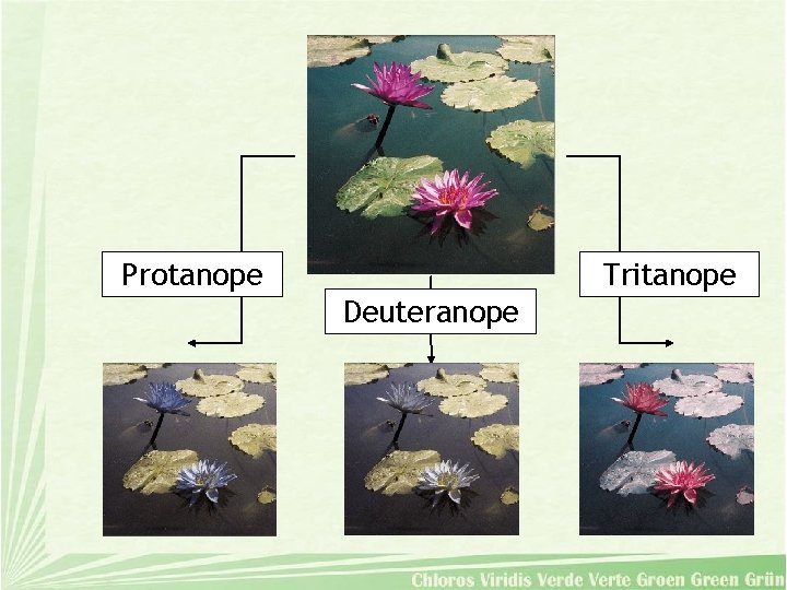 Protanope Tritanope Deuteranope 