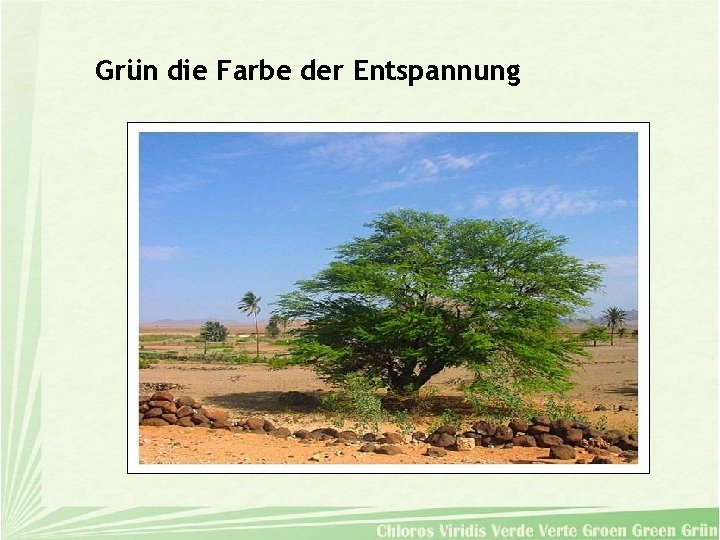 Grün die Farbe der Entspannung 
