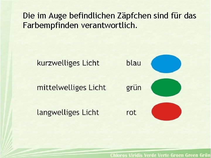 Die im Auge befindlichen Zäpfchen sind für das Farbempfinden verantwortlich. 