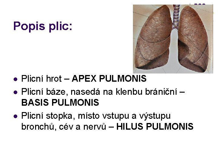 Popis plic: l l l Plicní hrot – APEX PULMONIS Plicní báze, nasedá na