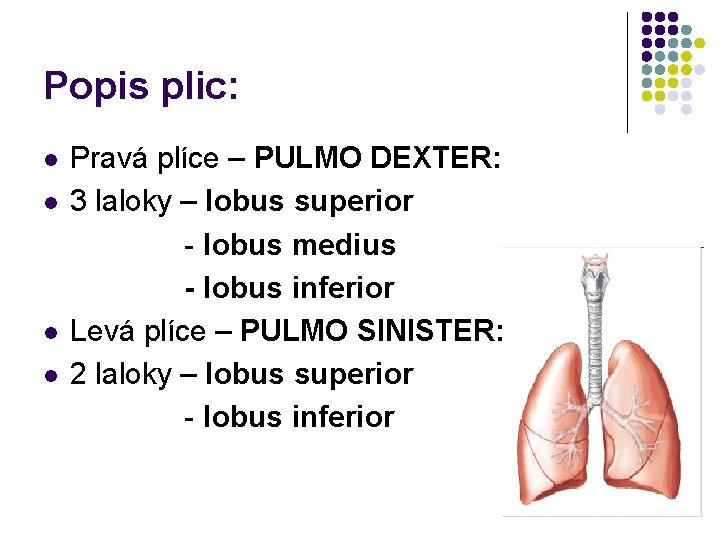 Popis plic: l l Pravá plíce – PULMO DEXTER: 3 laloky – lobus superior