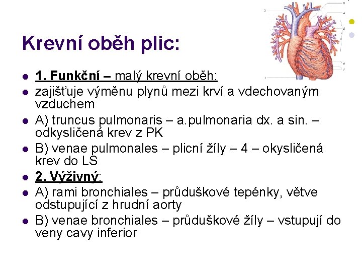 Krevní oběh plic: l l l l 1. Funkční – malý krevní oběh: zajišťuje