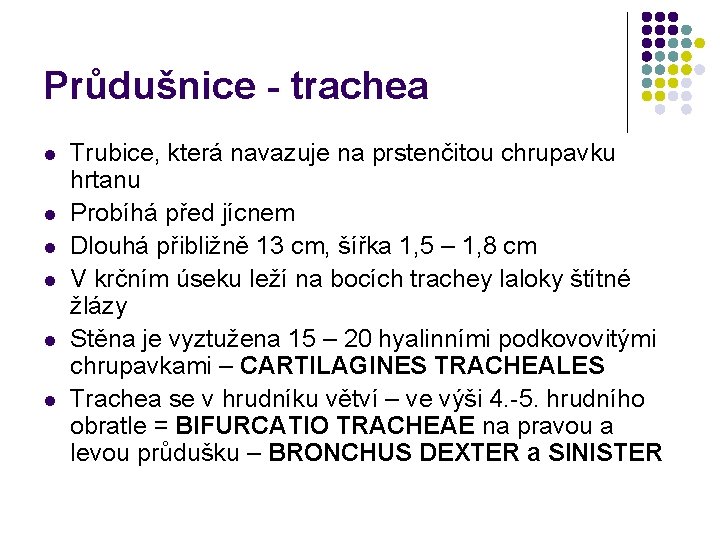 Průdušnice - trachea l l l Trubice, která navazuje na prstenčitou chrupavku hrtanu Probíhá