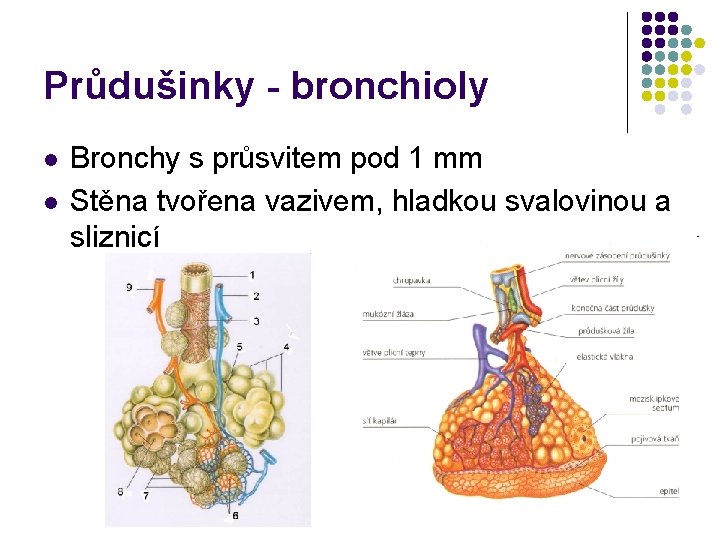 Průdušinky - bronchioly l l Bronchy s průsvitem pod 1 mm Stěna tvořena vazivem,