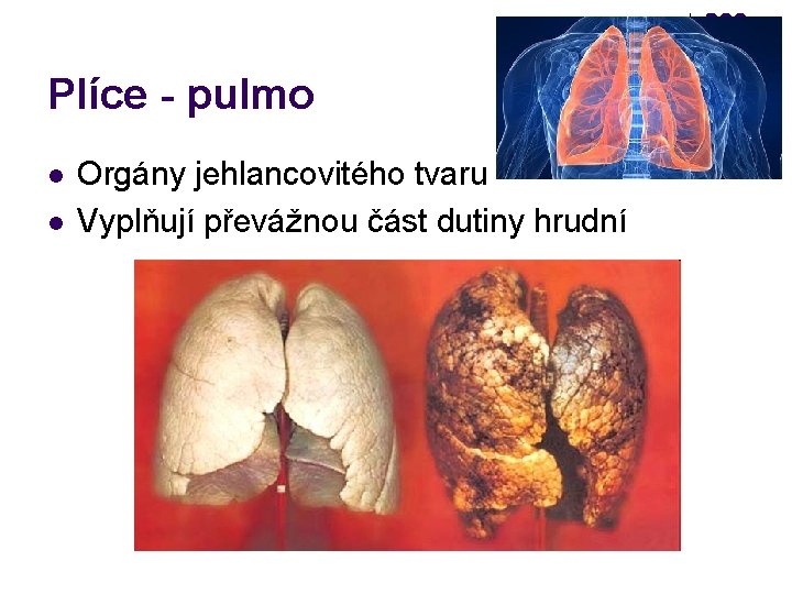 Plíce - pulmo l l Orgány jehlancovitého tvaru Vyplňují převážnou část dutiny hrudní 