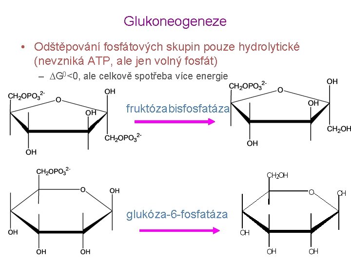 Glukoneogeneze • Odštěpování fosfátových skupin pouze hydrolytické (nevzniká ATP, ale jen volný fosfát) –