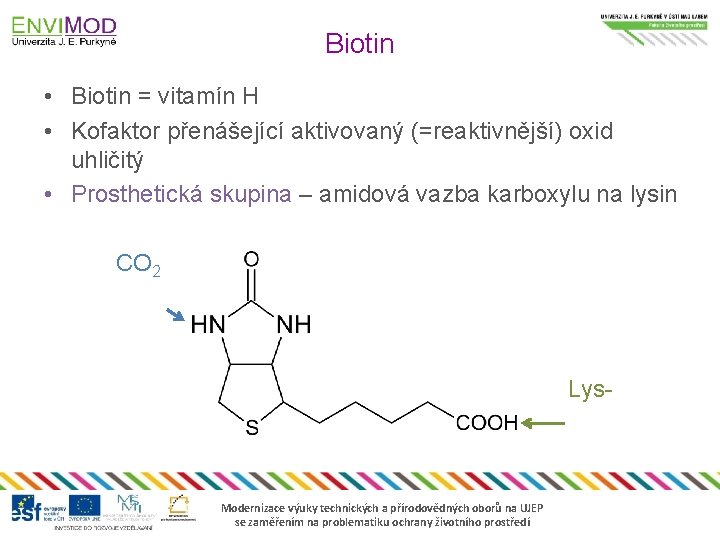 Biotin • Biotin = vitamín H • Kofaktor přenášející aktivovaný (=reaktivnější) oxid uhličitý •