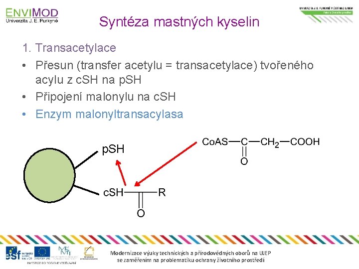 Syntéza mastných kyselin 1. Transacetylace • Přesun (transfer acetylu = transacetylace) tvořeného acylu z