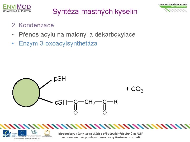 Syntéza mastných kyselin 2. Kondenzace • Přenos acylu na malonyl a dekarboxylace • Enzym