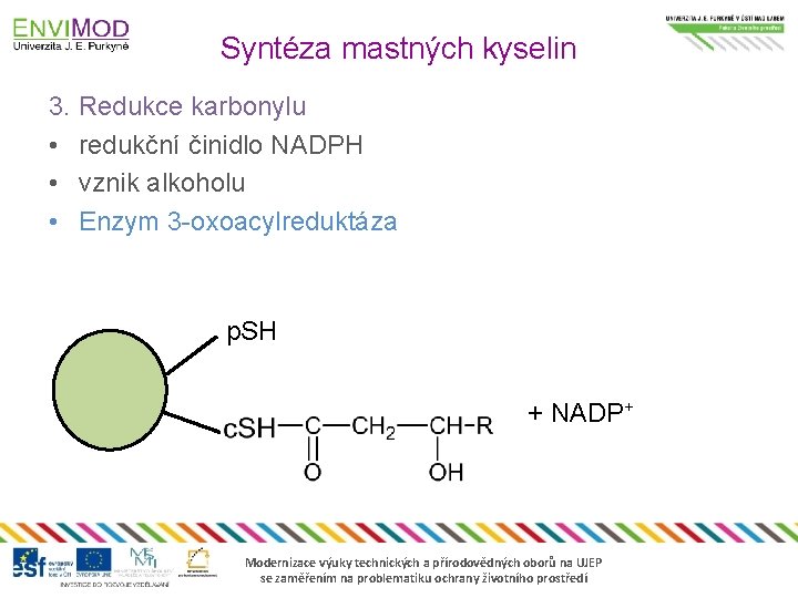 Syntéza mastných kyselin 3. Redukce karbonylu • redukční činidlo NADPH • vznik alkoholu •