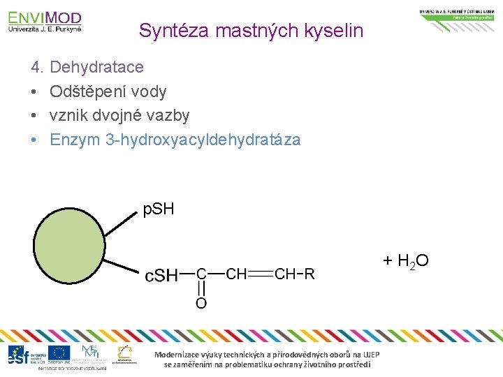 Syntéza mastných kyselin 4. Dehydratace • Odštěpení vody • vznik dvojné vazby • Enzym