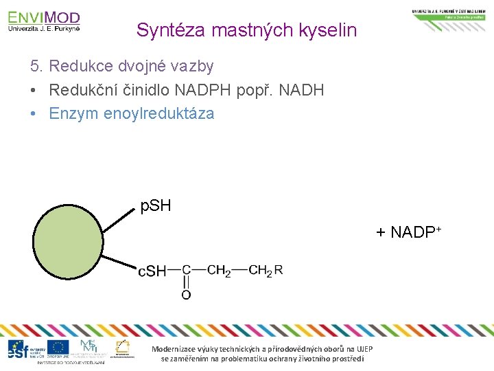 Syntéza mastných kyselin 5. Redukce dvojné vazby • Redukční činidlo NADPH popř. NADH •