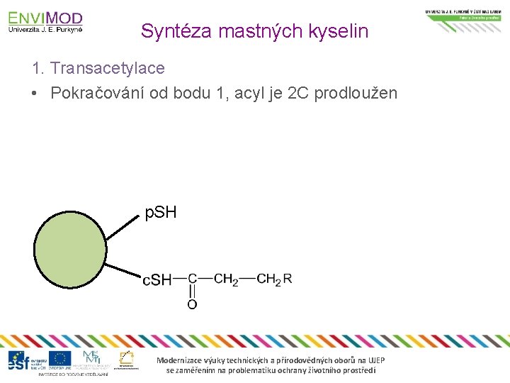 Syntéza mastných kyselin 1. Transacetylace • Pokračování od bodu 1, acyl je 2 C