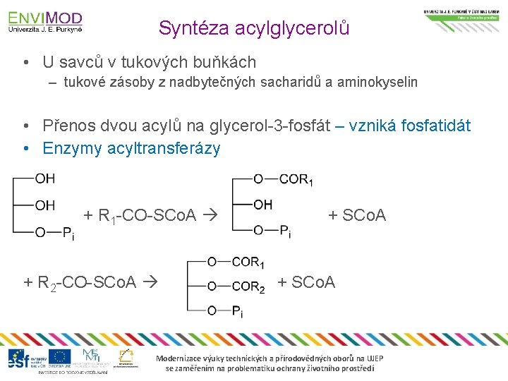 Syntéza acylglycerolů • U savců v tukových buňkách – tukové zásoby z nadbytečných sacharidů