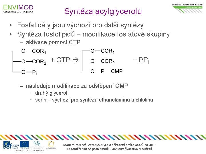 Syntéza acylglycerolů • Fosfatidáty jsou výchozí pro další syntézy • Syntéza fosfolipidů – modifikace