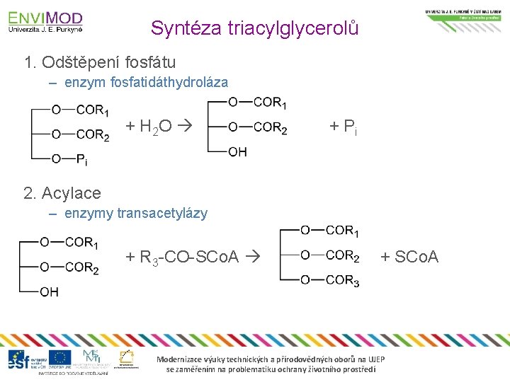 Syntéza triacylglycerolů 1. Odštěpení fosfátu – enzym fosfatidáthydroláza + H 2 O + Pi