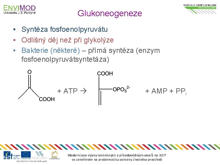 Glukoneogeneze • Syntéza fosfoenolpyruvátu • Odlišný děj než při glykolýze • Bakterie (některé) –