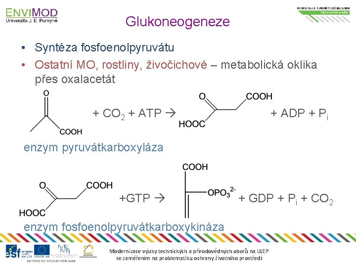 Glukoneogeneze • Syntéza fosfoenolpyruvátu • Ostatní MO, rostliny, živočichové – metabolická oklika přes oxalacetát
