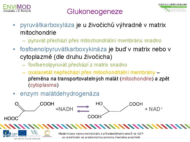 Glukoneogeneze • pyruvátkarboxyláza je u živočichů výhradně v matrix mitochondrie – pyruvát přechází přes