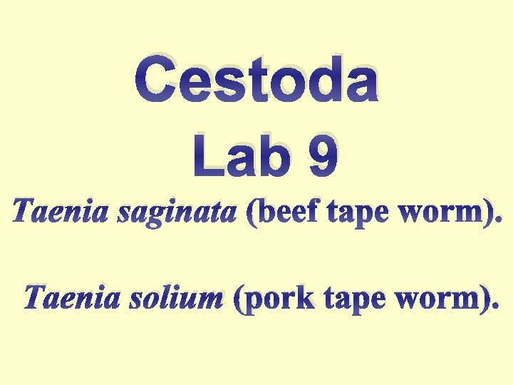 Cestoda Lab 9 Taenia Saginata Beef Tape Worm Cestoda Lab 9 Taenia Saginata Beef Tape Worm