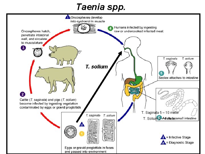 Taenia spp. T. solium T. Saginata 5 – 10 meter T. Solium 2 –