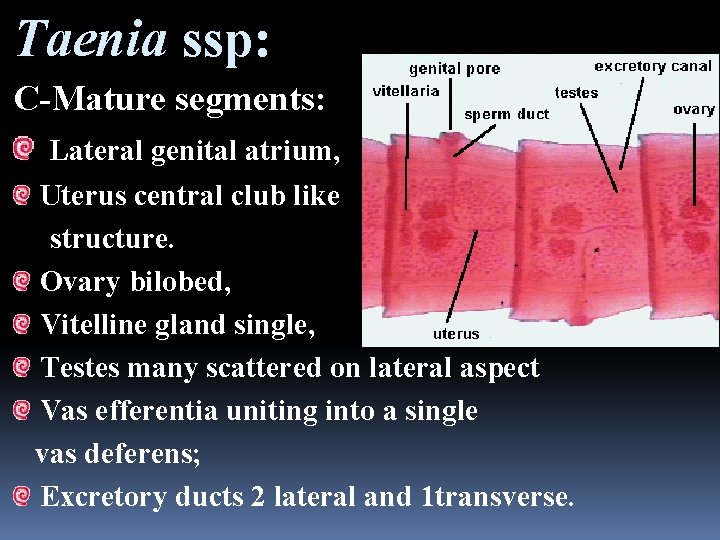 Taenia ssp: C-Mature segments: Lateral genital atrium, Uterus central club like structure. Ovary bilobed,