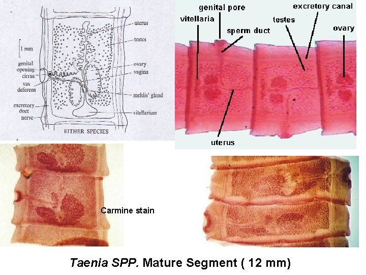 Carmine stain Taenia SPP. Mature Segment ( 12 mm) 