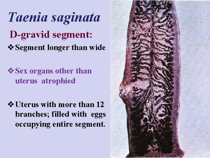 Taenia saginata D-gravid segment: v Segment longer than wide v Sex organs other than