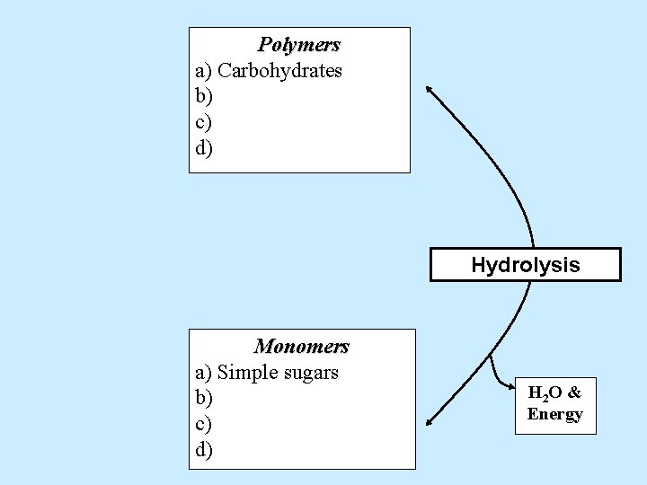 Polymers a) Carbohydrates b) c) d) Hydrolysis Monomers a) Simple sugars b) c) d)