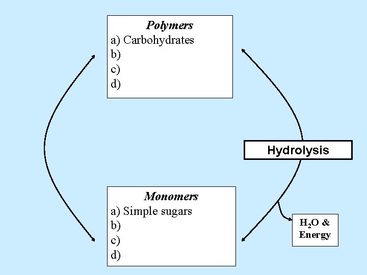 Polymers a) Carbohydrates b) c) d) Hydrolysis Monomers a) Simple sugars b) c) d)