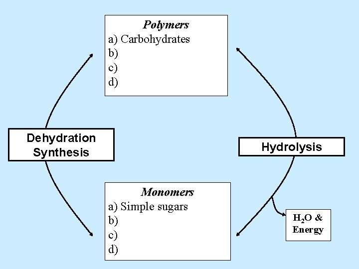 Polymers a) Carbohydrates b) c) d) Dehydration Synthesis Hydrolysis Monomers a) Simple sugars b)