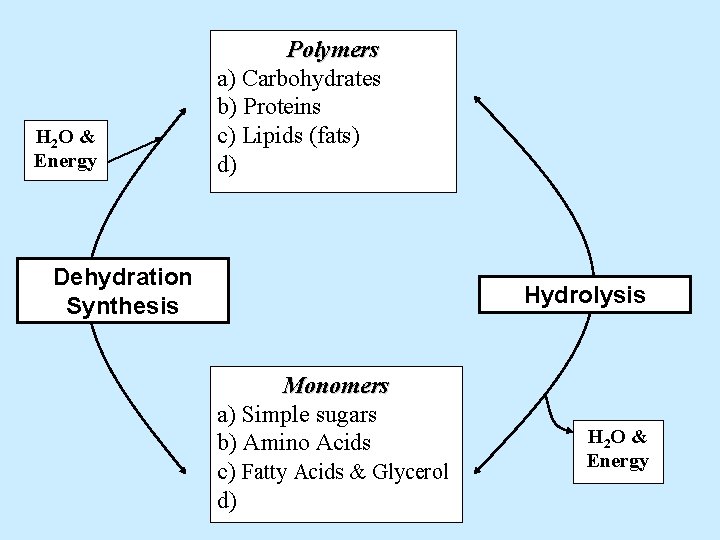 H 2 O & Energy Polymers a) Carbohydrates b) Proteins c) Lipids (fats) d)