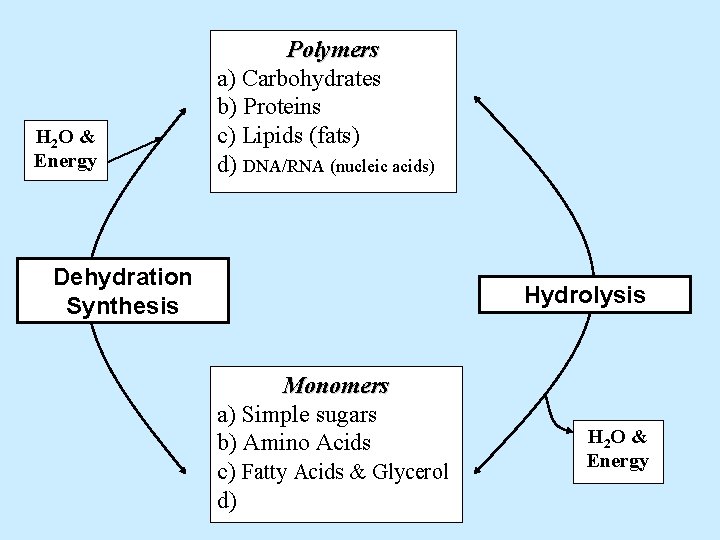 H 2 O & Energy Polymers a) Carbohydrates b) Proteins c) Lipids (fats) d)