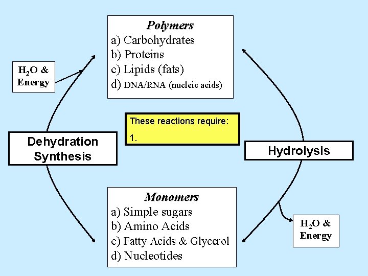 H 2 O & Energy Polymers a) Carbohydrates b) Proteins c) Lipids (fats) d)