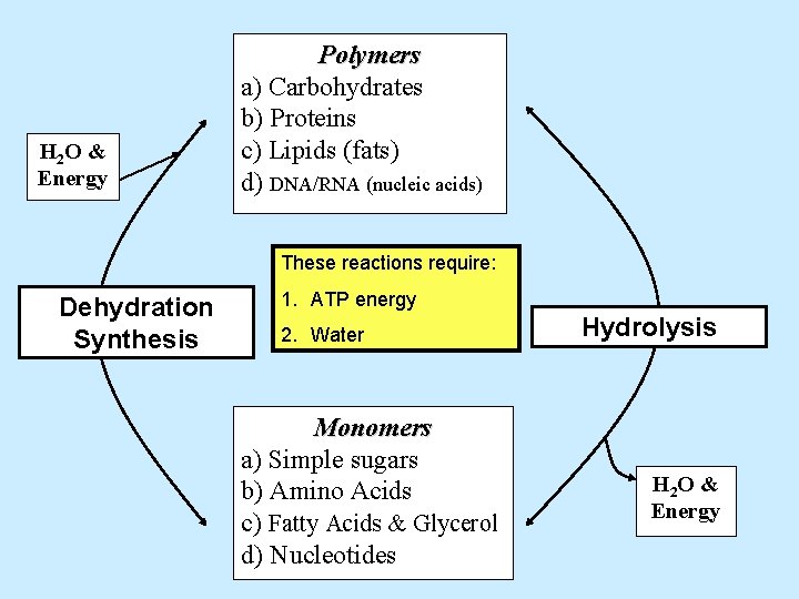 H 2 O & Energy Polymers a) Carbohydrates b) Proteins c) Lipids (fats) d)