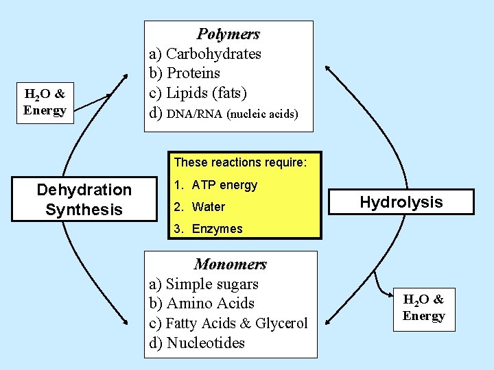 H 2 O & Energy Polymers a) Carbohydrates b) Proteins c) Lipids (fats) d)