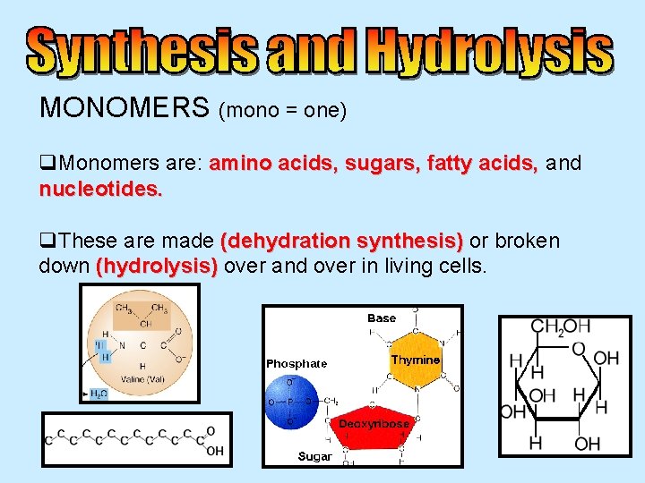 MONOMERS (mono = one) q. Monomers are: amino acids, sugars, fatty acids, and nucleotides.