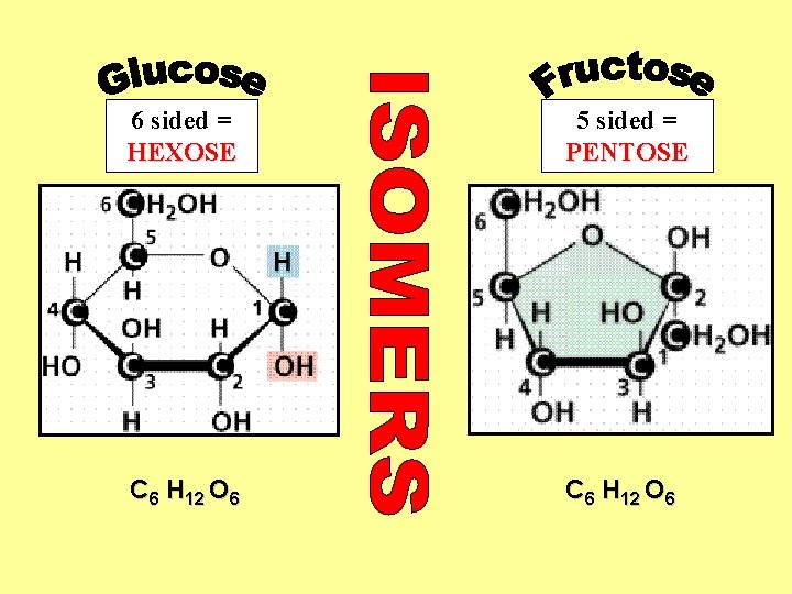 6 sided = HEXOSE 5 sided = PENTOSE C 6 H 12 O 6