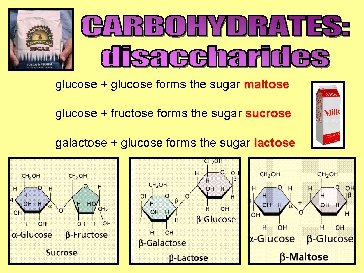 glucose + glucose forms the sugar maltose glucose + fructose forms the sugar sucrose