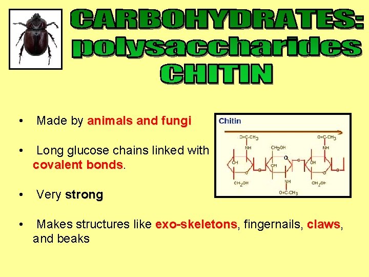  • Made by animals and fungi • Long glucose chains linked with covalent