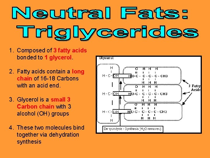 1. Composed of 3 fatty acids bonded to 1 glycerol 2. Fatty acids contain