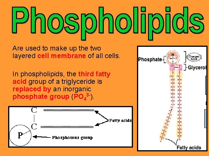 Are used to make up the two layered cell membrane of all cells. In