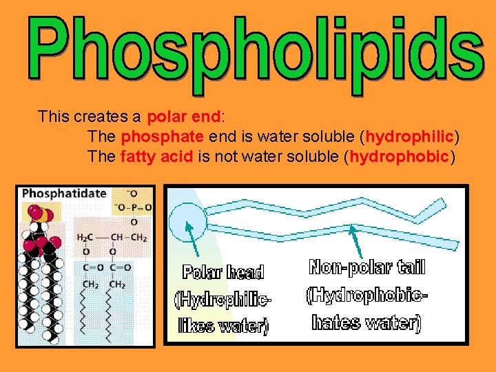 This creates a polar end: end The phosphate end is water soluble (hydrophilic) hydrophilic