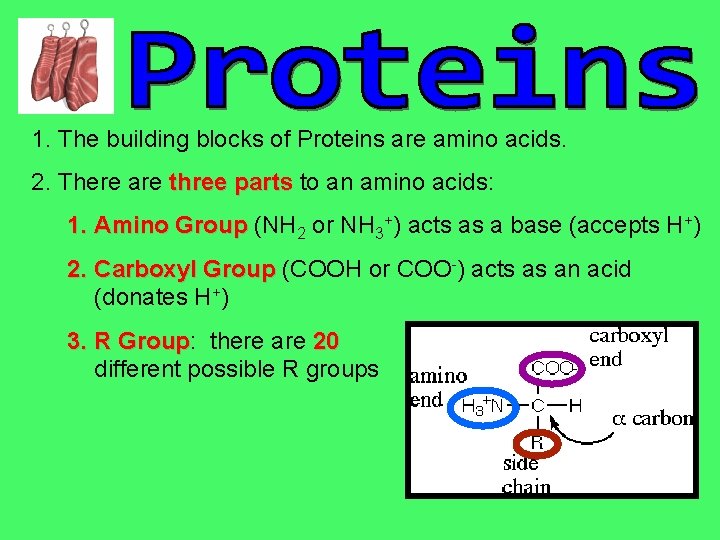 1. The building blocks of Proteins are amino acids. 2. There are three parts