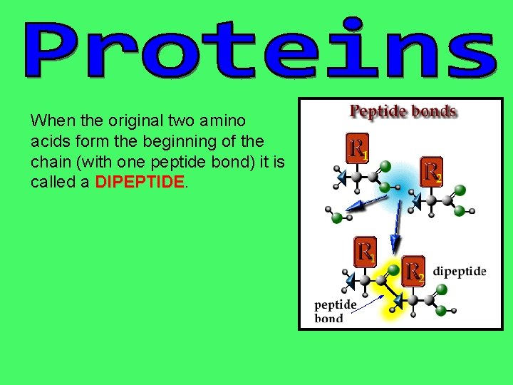 When the original two amino acids form the beginning of the chain (with one