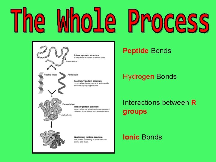 Peptide Bonds Hydrogen Bonds Interactions between R groups Ionic Bonds 