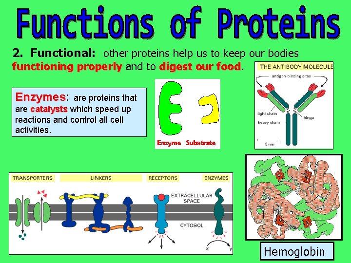 2. Functional: other proteins help us to keep our bodies functioning properly and to