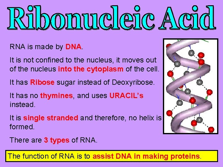 RNA is made by DNA It is not confined to the nucleus, it moves
