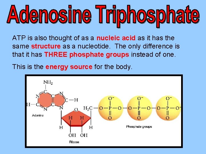 ATP is also thought of as a nucleic acid as it has the same